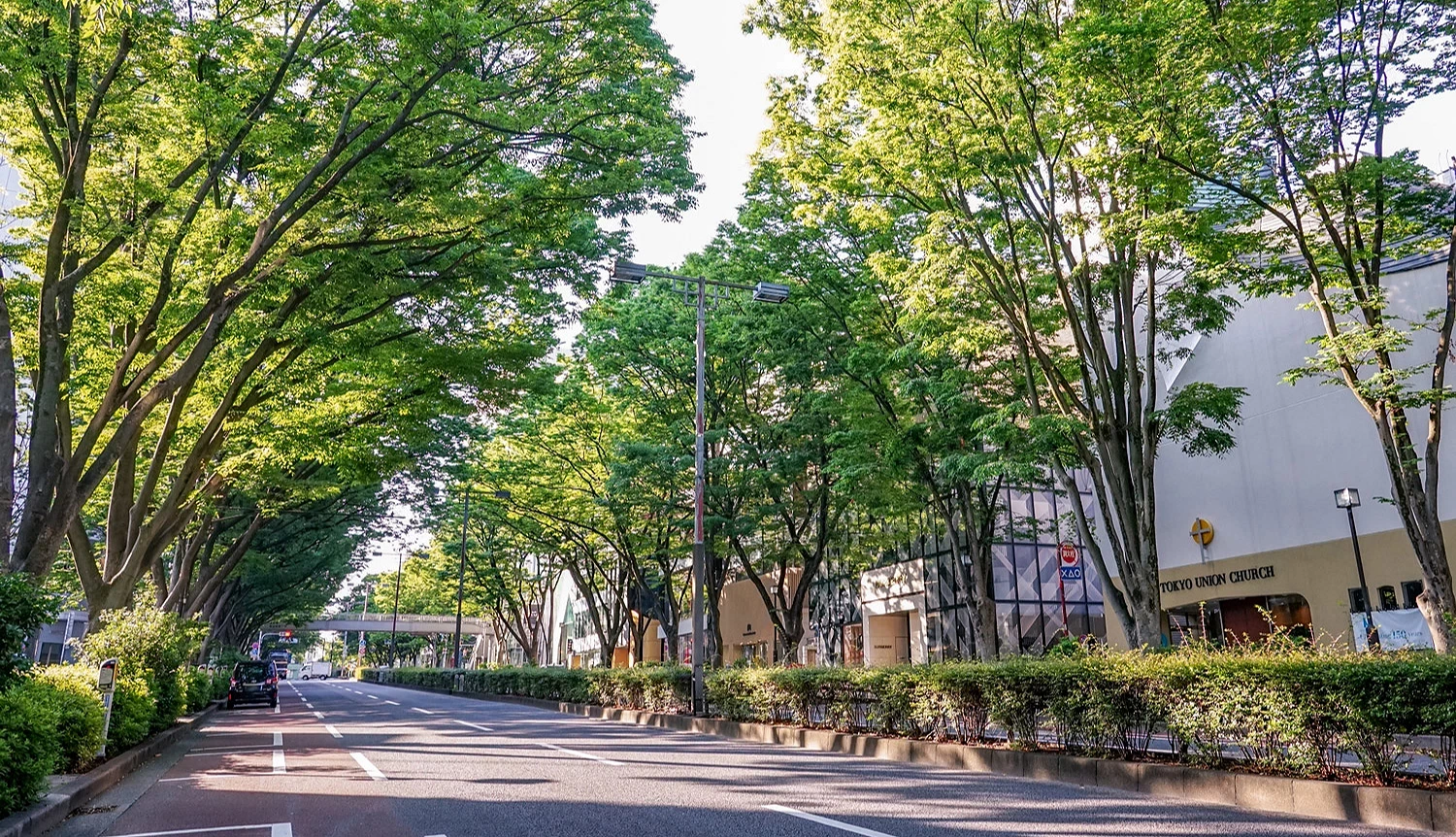 表參道的櫸樹大道
