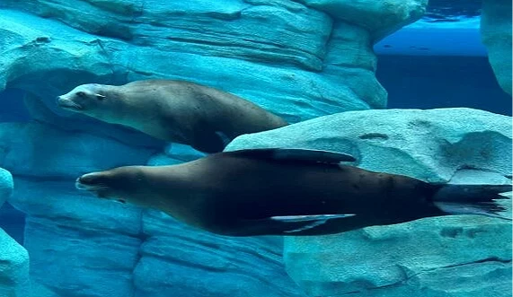 兩隻海獅在水裡游泳
