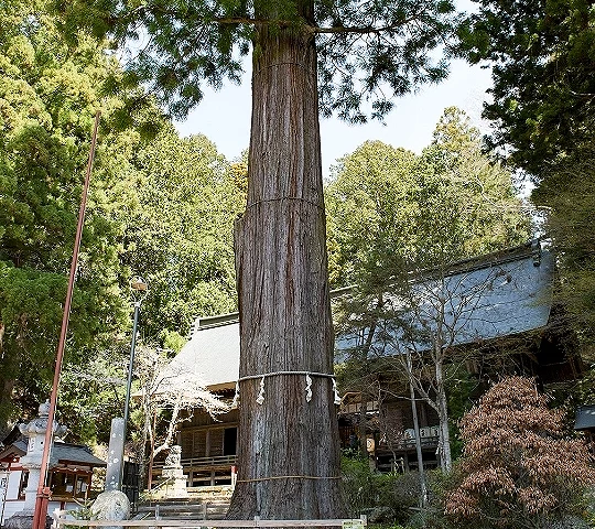 神社境內高聳巨大神木矗立於拜殿前方,樹幹繫有注連繩,周圍被茂密杉木林環繞,展現莊嚴神聖氛圍