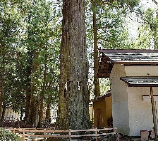 神社境內高聳巨大神木矗立於拜殿前方,樹幹繫有注連繩,周圍被茂密杉木林環繞,展現莊嚴神聖氛圍