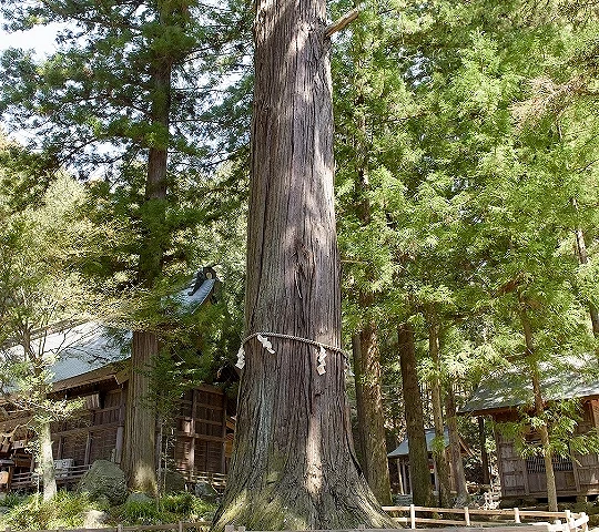 神社境內高聳巨大神木矗立於拜殿前方,樹幹繫有注連繩,周圍被茂密杉木林環繞,展現莊嚴神聖氛圍