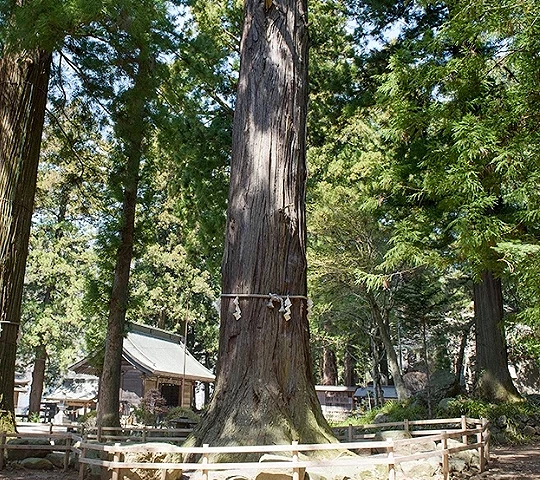 神社境內高聳巨大神木矗立於拜殿前方,樹幹繫有注連繩,周圍被茂密杉木林環繞,展現莊嚴神聖氛圍