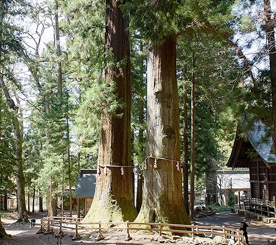 神社境內高聳巨大神木矗立於拜殿前方,樹幹繫有注連繩,周圍被茂密杉木林環繞,展現莊嚴神聖氛圍