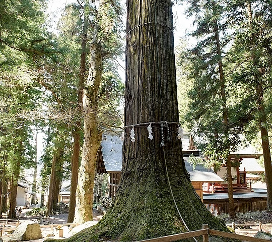 神社境內高聳巨大神木矗立於拜殿前方,樹幹繫有注連繩,周圍被茂密杉木林環繞,展現莊嚴神聖氛圍