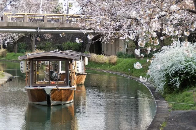 伏見十石舟：預約教學、船票價格、交通、四季看點，京都遊船必讀指南！ 的縮圖