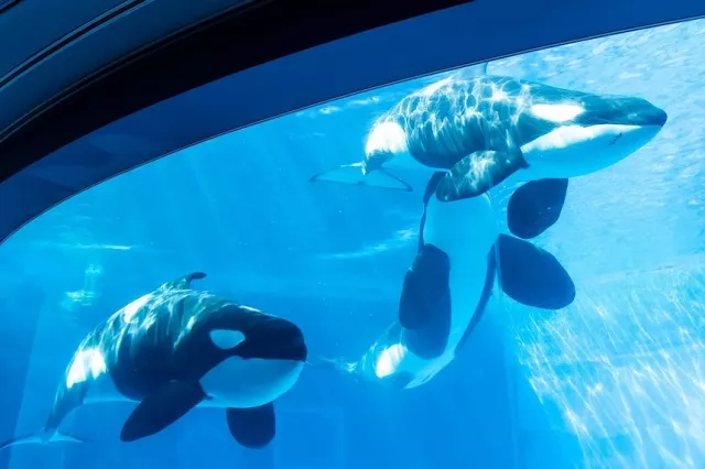 名古屋港水族馆攻略：门票与交通资讯、虎鲸与海豚表演时间、一日游提案 的缩图