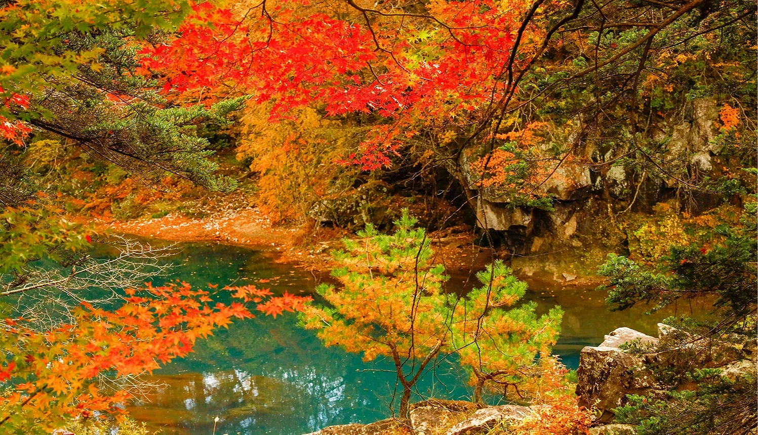 严美溪的秋季景色,有红叶与碧绿色的溪水