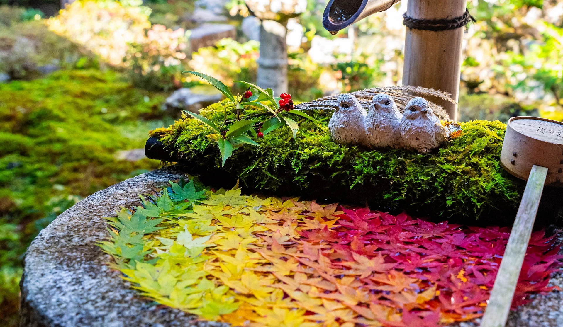 楊谷寺的花手水隨季節變更