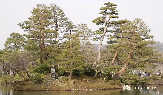 苍翠松树耸立湖畔,盘根错节树干苍劲,游客漫步园林,传统日式庭园风雅。