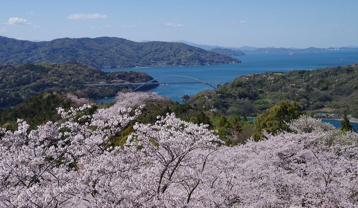 开山公园的樱花景色