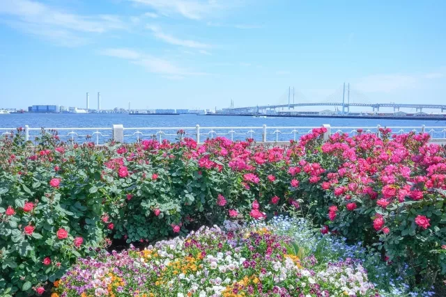 山下公園：玫瑰園、歷史船艦冰川丸、夜景、橫濱海濱公園四季亮點總整理 的縮圖